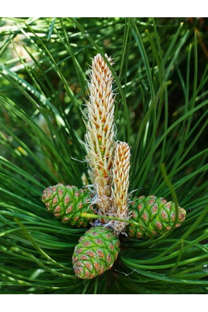 Сосна австрійська Орегон Грін пагони, шишки